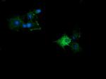 KLK8 Antibody in Immunocytochemistry (ICC/IF)