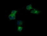 KLK8 Antibody in Immunocytochemistry (ICC/IF)