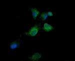 KLK8 Antibody in Immunocytochemistry (ICC/IF)