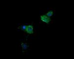 KLK8 Antibody in Immunocytochemistry (ICC/IF)