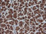 KLK8 Antibody in Immunohistochemistry (Paraffin) (IHC (P))