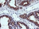 KLK8 Antibody in Immunohistochemistry (Paraffin) (IHC (P))