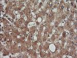 KLK8 Antibody in Immunohistochemistry (Paraffin) (IHC (P))