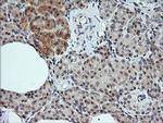 KLK8 Antibody in Immunohistochemistry (Paraffin) (IHC (P))