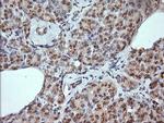 KLK8 Antibody in Immunohistochemistry (Paraffin) (IHC (P))