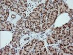 KLK8 Antibody in Immunohistochemistry (Paraffin) (IHC (P))