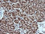 KLK8 Antibody in Immunohistochemistry (Paraffin) (IHC (P))