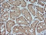 KLK8 Antibody in Immunohistochemistry (Paraffin) (IHC (P))