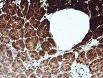 KLK8 Antibody in Immunohistochemistry (Paraffin) (IHC (P))