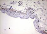 KLK8 Antibody in Immunohistochemistry (Paraffin) (IHC (P))