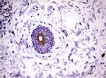 KLK8 Antibody in Immunohistochemistry (Paraffin) (IHC (P))
