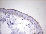 KLK8 Antibody in Immunohistochemistry (Paraffin) (IHC (P))