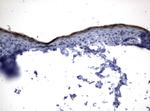 KLK8 Antibody in Immunohistochemistry (Paraffin) (IHC (P))