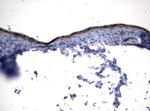 KLK8 Antibody in Immunohistochemistry (Paraffin) (IHC (P))