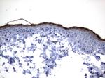 KLK8 Antibody in Immunohistochemistry (Paraffin) (IHC (P))