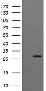 KLK8 Antibody in Western Blot (WB)