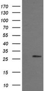KLK8 Antibody in Western Blot (WB)