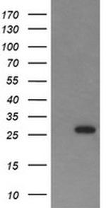 KLK8 Antibody in Western Blot (WB)