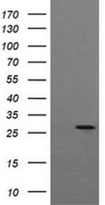 KLK8 Antibody in Western Blot (WB)
