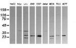 KLK8 Antibody in Western Blot (WB)