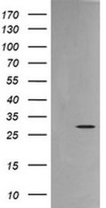 KLK8 Antibody in Western Blot (WB)