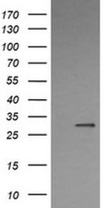 KLK8 Antibody in Western Blot (WB)