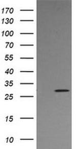 KLK8 Antibody in Western Blot (WB)