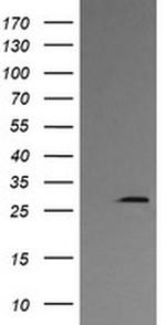 KLK8 Antibody in Western Blot (WB)