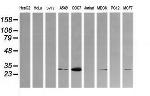 KLK8 Antibody in Western Blot (WB)