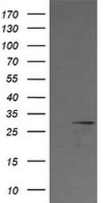 KLK8 Antibody in Western Blot (WB)