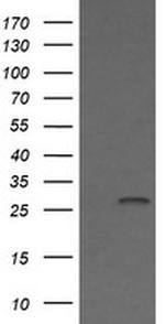 KLK8 Antibody in Western Blot (WB)