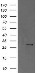 KLK8 Antibody in Western Blot (WB)