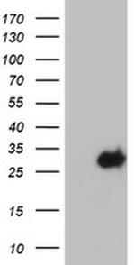 KLK8 Antibody in Western Blot (WB)
