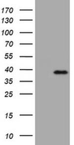 KLK8 Antibody in Western Blot (WB)