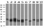 KLK8 Antibody in Western Blot (WB)