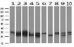 KLK8 Antibody in Western Blot (WB)