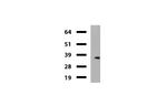 KLK8 Antibody in Western Blot (WB)
