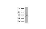 KLK8 Antibody in Western Blot (WB)