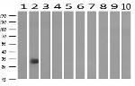 KLK8 Antibody in Western Blot (WB)