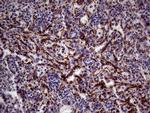 KLRB1 Antibody in Immunohistochemistry (Paraffin) (IHC (P))