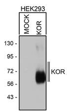 OPRK1 Antibody in Western Blot (WB)