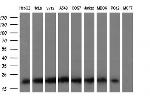 KRAS Antibody in Western Blot (WB)
