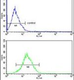 Cytokeratin 13 Antibody in Flow Cytometry (Flow)