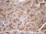 KRT16 Antibody in Immunohistochemistry (Paraffin) (IHC (P))