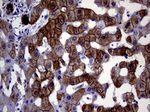 KRT18 Antibody in Immunohistochemistry (Paraffin) (IHC (P))