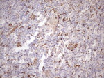 KRT18 Antibody in Immunohistochemistry (Paraffin) (IHC (P))