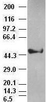 KRT18 Antibody in Western Blot (WB)