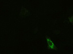 KRT19 Antibody in Immunocytochemistry (ICC/IF)