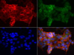 KRT19 Antibody in Immunocytochemistry (ICC/IF)