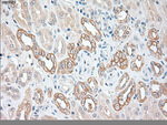KRT19 Antibody in Immunohistochemistry (Paraffin) (IHC (P))